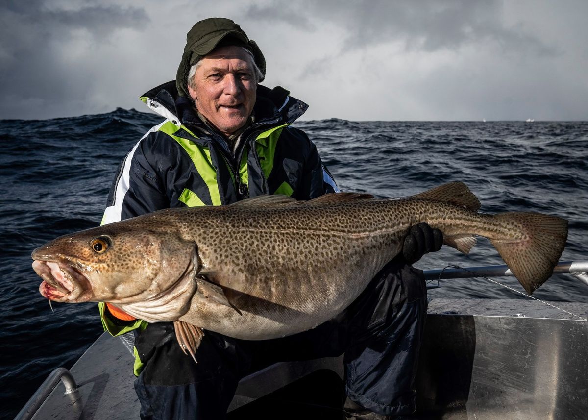 Какие рыбы на севере. Рыба северных морей. Рыбы норвежского моря. Северная рыба Мичман. Рыба Северная Норвегия.