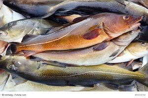 Какую рыбу ловят в Норвегии?